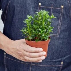 Nematanthus Candy Corn Plant 'Brazilian Firecracker' -Plant house 1 Nematanthus CandyCorn 4 HOLD