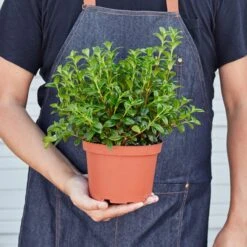 Nematanthus Candy Corn Plant 'Brazilian Firecracker' -Plant house 1 Nematathus CandyCorn HOLD 6