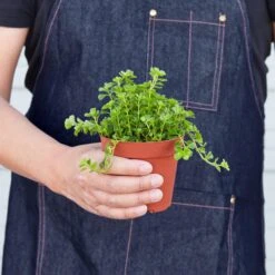 Nettle 'Baby's Tear' -Plant house 1 Nettle BabyTears 4HOLD