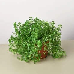 Nettle 'Baby's Tear' -Plant house 1 Nettle BabyTears 6 890a5811 2334 4ea0 b1f1 75483528825f