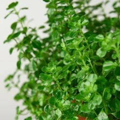 Nettle 'Baby's Tear' -Plant house 1 Nettle BabyTears DETAIL 6