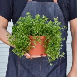 Nettle 'Baby's Tear' -Plant house 1 Nettle BabyTears HOLD 6