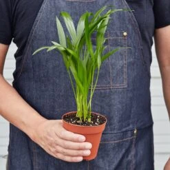 Areca Palm -Plant house 1 Palm Areca HOLD 4