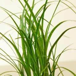 Palm Ponytail -Plant house 1 Palm Ponytail 4DETAIL