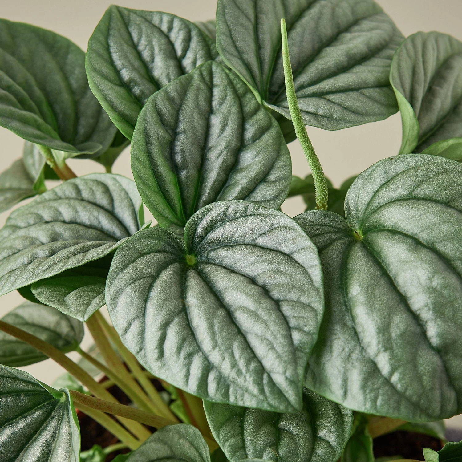 Peperomia 'Frost 2 Peperomia 'Frost - Image 2