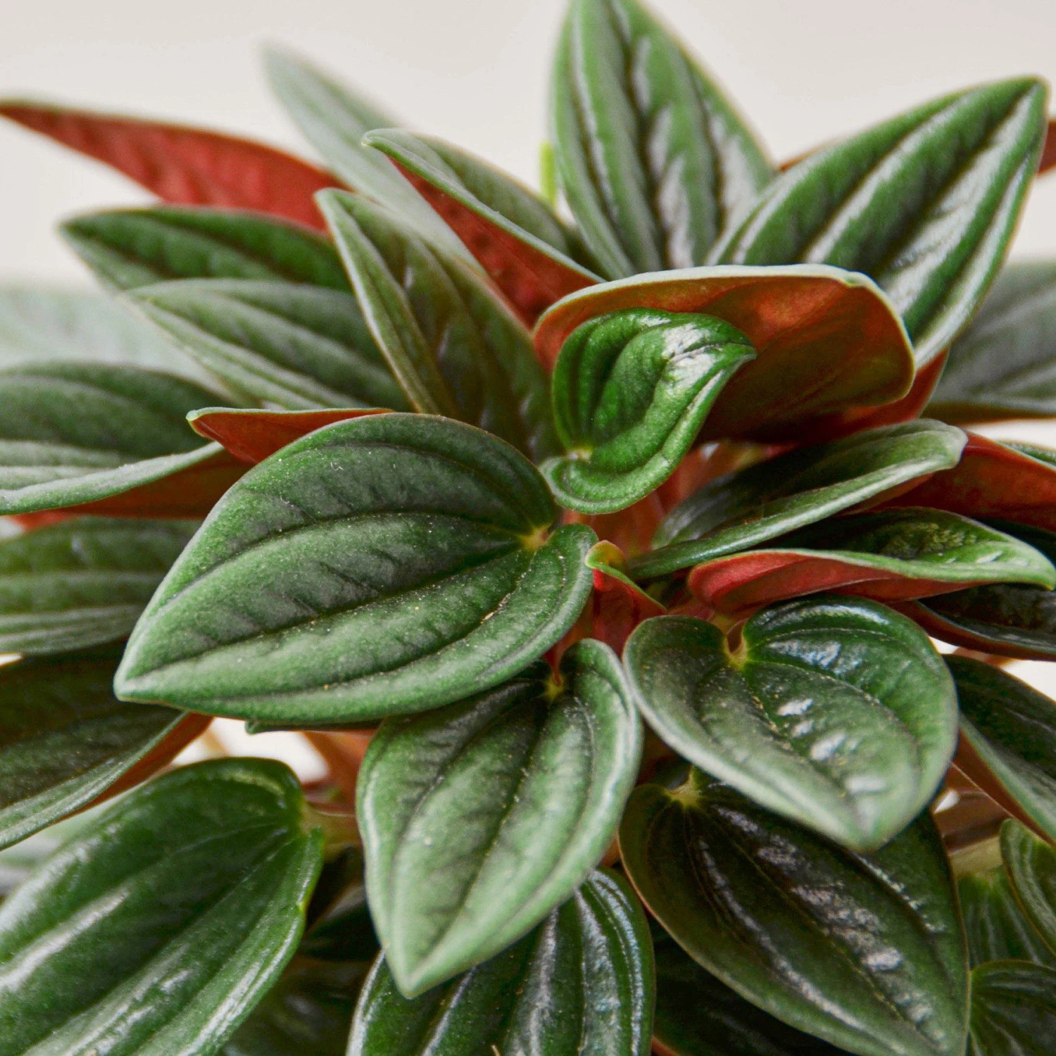 Peperomia 'Rosso' 2 Peperomia 'Rosso' - Image 2