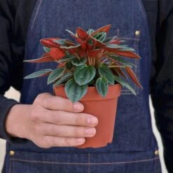 Peperomia 'Rosso' 5 Peperomia 'Rosso' -Plant house 1 Peperomia Rosso 4HOLD