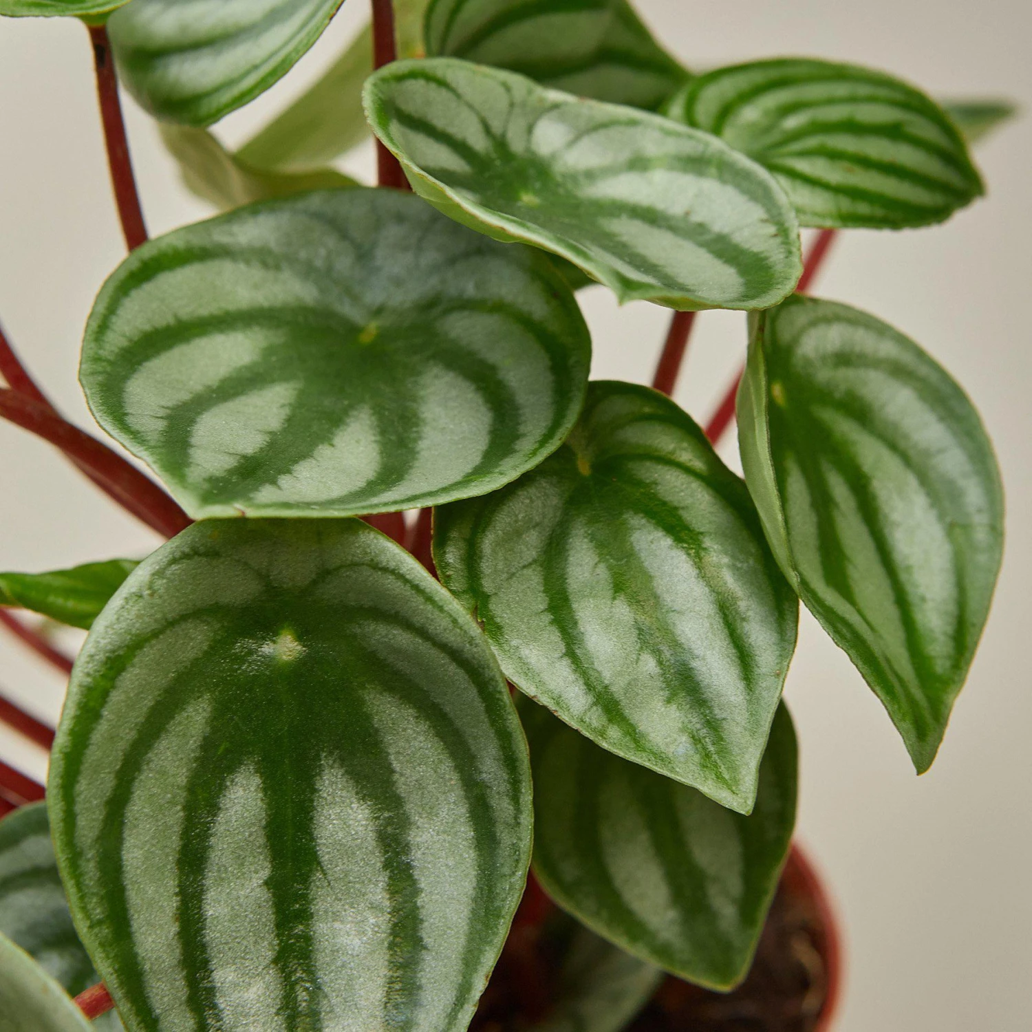 Peperomia 'Watermelon' 2 Peperomia 'Watermelon' - Image 2