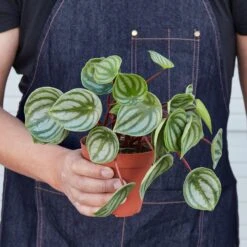 Peperomia 'Watermelon' 5 Peperomia 'Watermelon' -Plant house 1 Peperomia Watermelon 4HOLD
