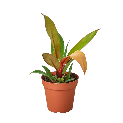 Philodendron 'Prince Of Orange' 1 Philodendron 'Prince Of Orange'