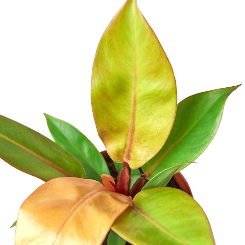 Philodendron 'Prince Of Orange' 2 Philodendron 'Prince Of Orange' - Image 2