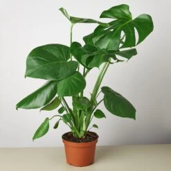 Monstera 'Split-Leaf' 15 Monstera 'Split-Leaf' -Plant house 1 Philodendron Monstera 6