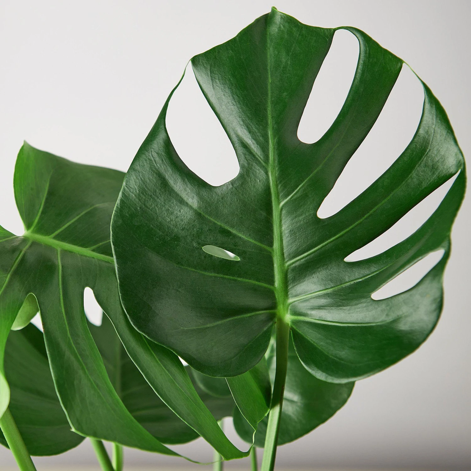 Monstera 'Split-Leaf' 2 Monstera 'Split-Leaf' - Image 2