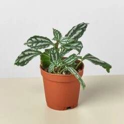 Pilea 'Aluminum' -Plant house 1 Pilea Aluminium 2