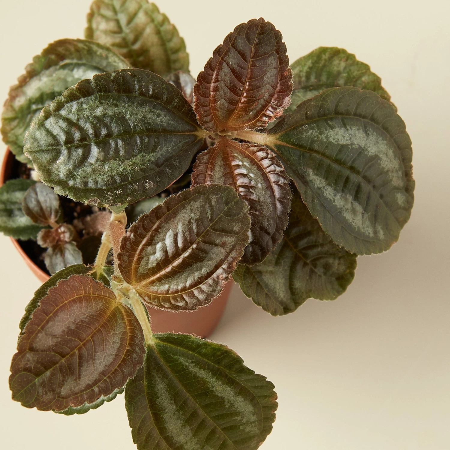 Pilea 'Bronze' 2 Pilea 'Bronze' - Image 2