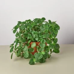 Pilea 'Crinkle' -Plant house 1 Pilea Crinkle 6 fc8f5d06 9693 4c63 84c3 b3425821a062