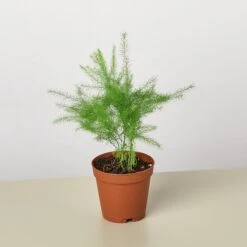 Fern 'Asparagus' -Plant house 1 PlantA 2