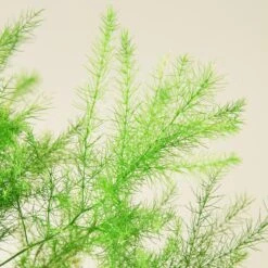Fern 'Asparagus' -Plant house 1 PlantA DETAIL 2