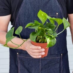 Pothos 'Golden' -Plant house 1 Pothos Golden 4HOLD