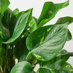 Pothos 'Golden' -Plant house 1 Pothos Golden 6 10DETAIL 1111940e 445c 4ef9 945e 7da0011c3351