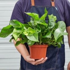 Pothos 'Golden' -Plant house 1 Pothos Golden 6 10HOLD