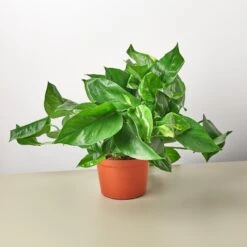 Pothos 'Golden' -Plant house 1 Pothos Golden 6 10 5dd9a1d3 f96e 4d21 81d3 8e9a8d5b5207