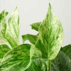 Pothos 'Marble Queen' -Plant house 1 Pothos MarbleQueen DETAIL 4