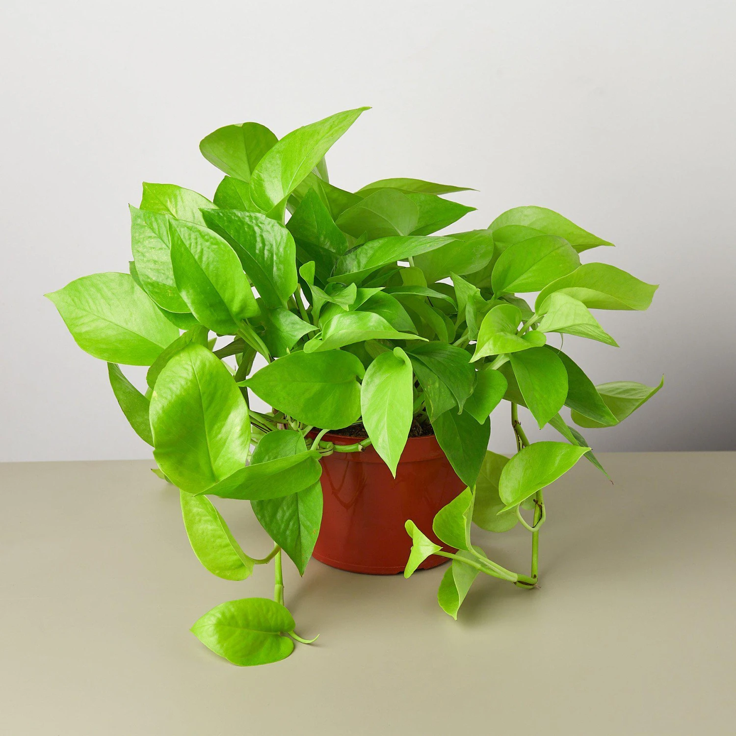 Pothos 'Neon' 3 Pothos 'Neon' - Image 3