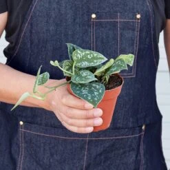 Pothos 'Satin' 14 Pothos 'Satin' -Plant house 1 Pothos Satin 4HOLD