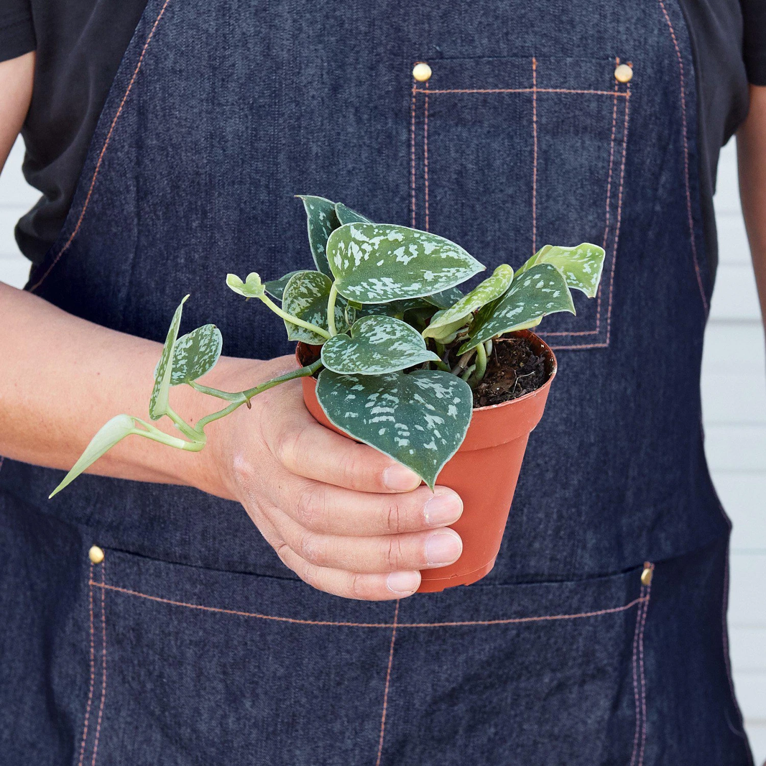 Pothos 'Satin' 3 Pothos 'Satin' - Image 3