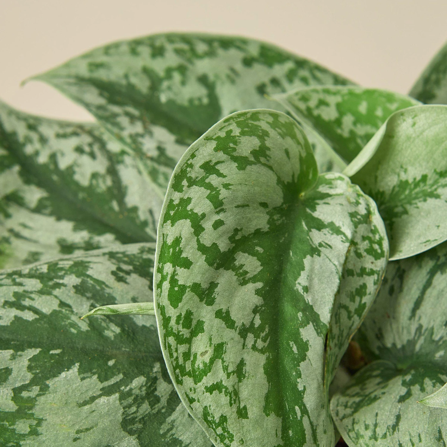 Pothos 'Silver Splash' 2 Pothos 'Silver Splash' - Image 2