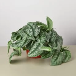 Pothos 'Silver Splash' 10 Pothos 'Silver Splash' -Plant house 1 Pothos SilverSplash 6