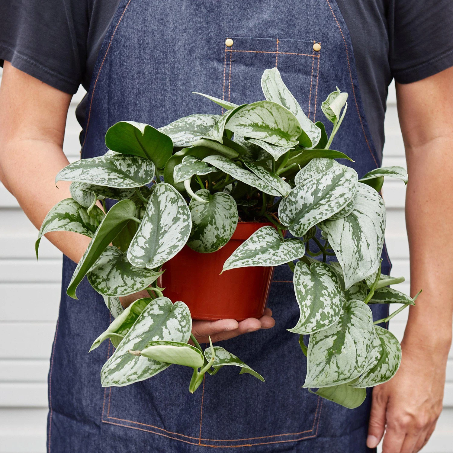 Pothos 'Silver Splash' 5 Pothos 'Silver Splash' - Image 5