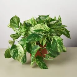 Pothos 'Marble Queen' -Plant house 1 Pothos SnoQueen 6 2d521da1 832c 41bf b102 4b7dd46673ee