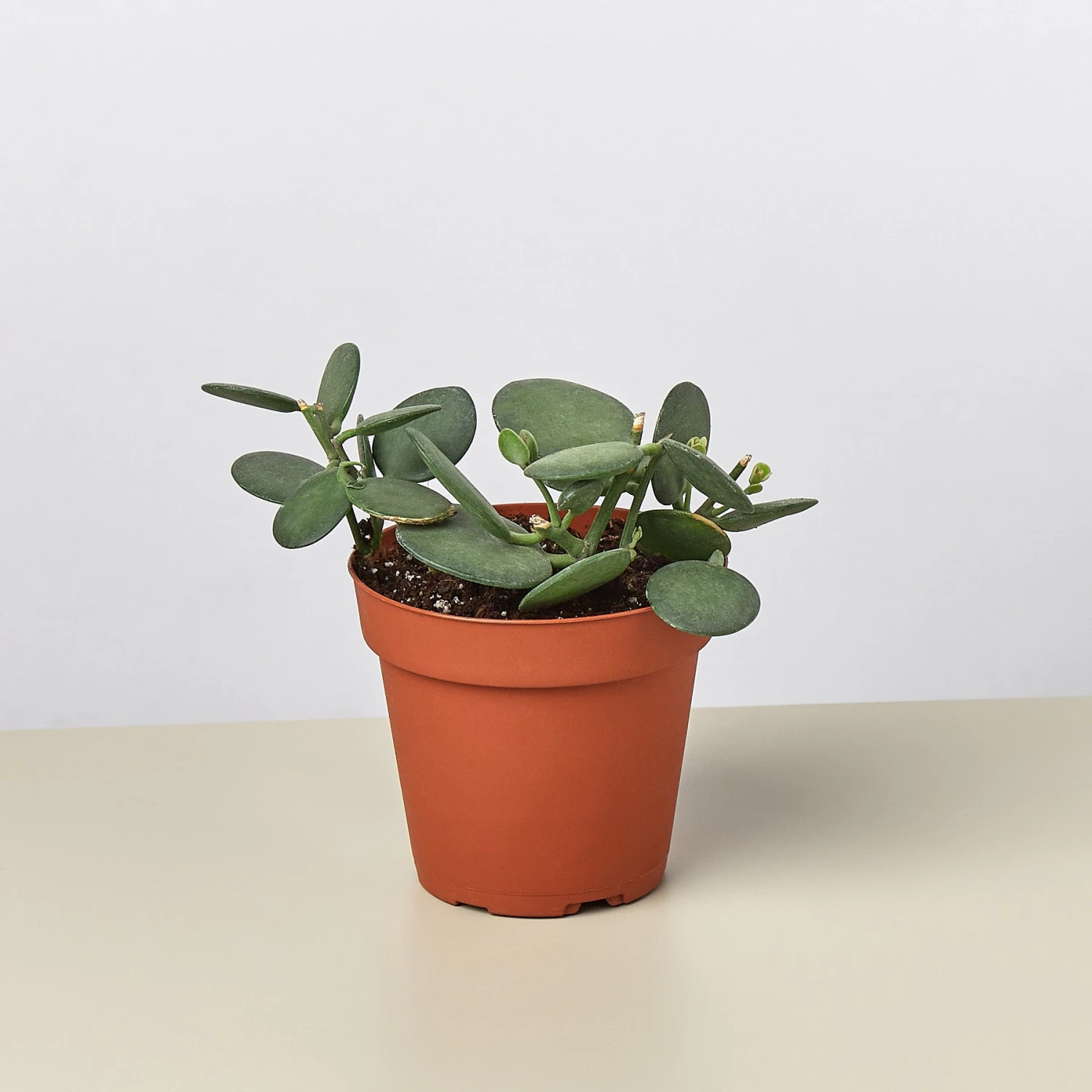 Succulent Xerosicyos 'Silver Dollar' 1 Succulent Xerosicyos 'Silver Dollar'