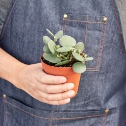 Succulent Xerosicyos 'Silver Dollar' 5 Succulent Xerosicyos 'Silver Dollar' -Plant house 1 SilverDollarPlant HOLD 4