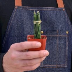 Snake Plant 'Braided' 14 Snake Plant 'Braided' -Plant house 1 Snake Braid 2HOLD