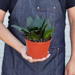 Snake Plant 'Jade' 9 Snake Plant 'Jade' -Plant house 1 Snake Jade HOLD 6