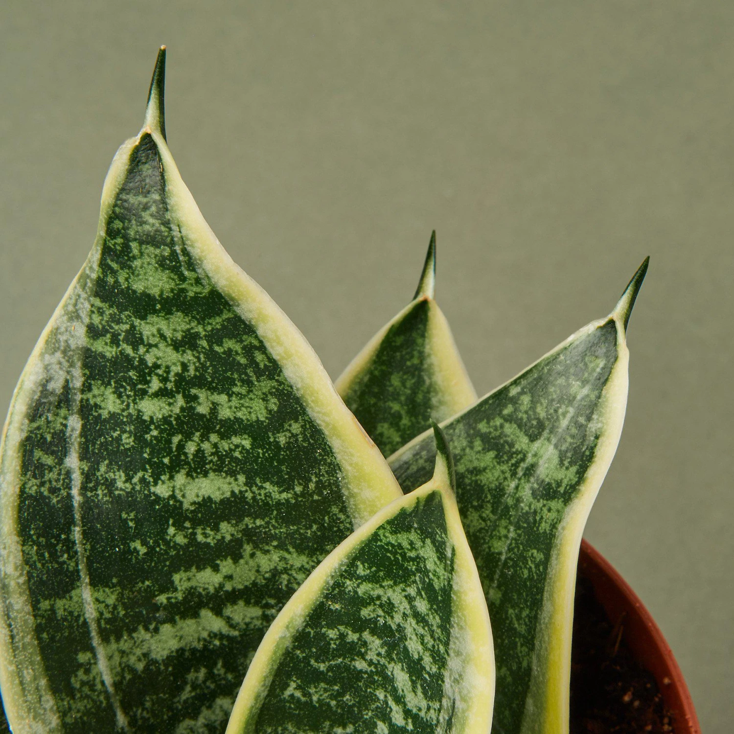 Snake Plant 'Laurentii Dwarf' 3 Snake Plant 'Laurentii Dwarf' - Image 3