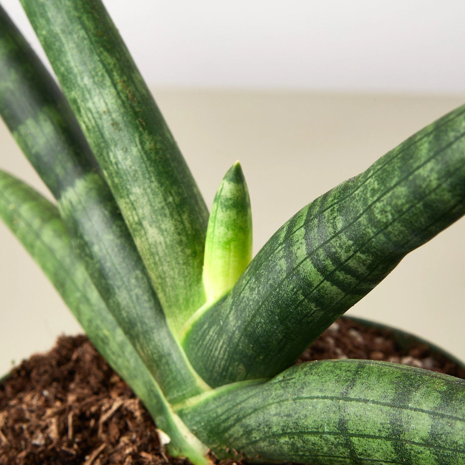 Snake Plant 'Starfish' 2 Snake Plant 'Starfish' - Image 2