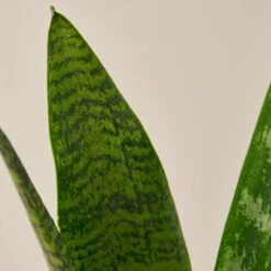 Snake Plant 'Zeylanica' 12 Snake Plant 'Zeylanica' -Plant house 1 Snake Zeylanica 4DETAIL 81372014 28b6 487c 99e6 c8af680c699a