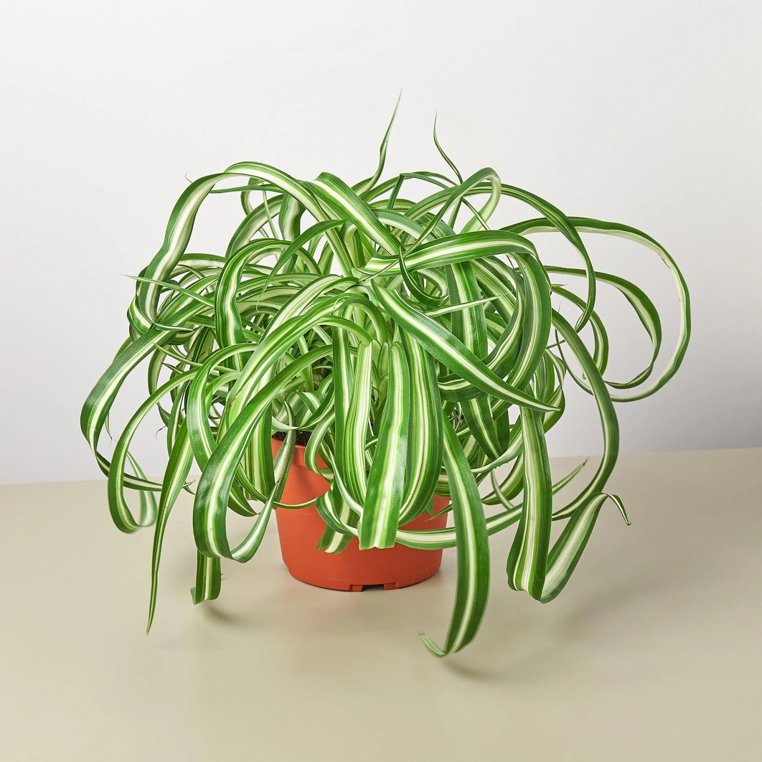 Spider Plant 'Bonnie' 4 Spider Plant 'Bonnie' - Image 4