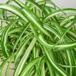 Spider Plant 'Bonnie' 16 Spider Plant 'Bonnie' -Plant house 1 Spider Bonnie 6 5DETAIL