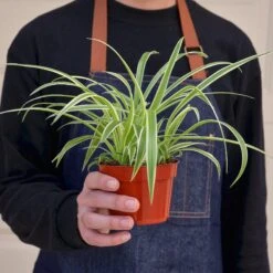 Spider Plant 'Reverse' 13 Spider Plant 'Reverse' -Plant house 1 Spider Reverse 4HOLD