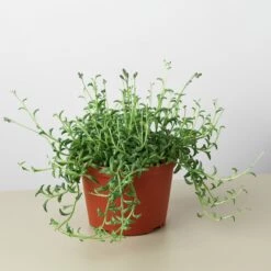 Succulent 'String Of Dolphins' 16 Succulent 'String Of Dolphins' -Plant house 1 StringofDolphins 6