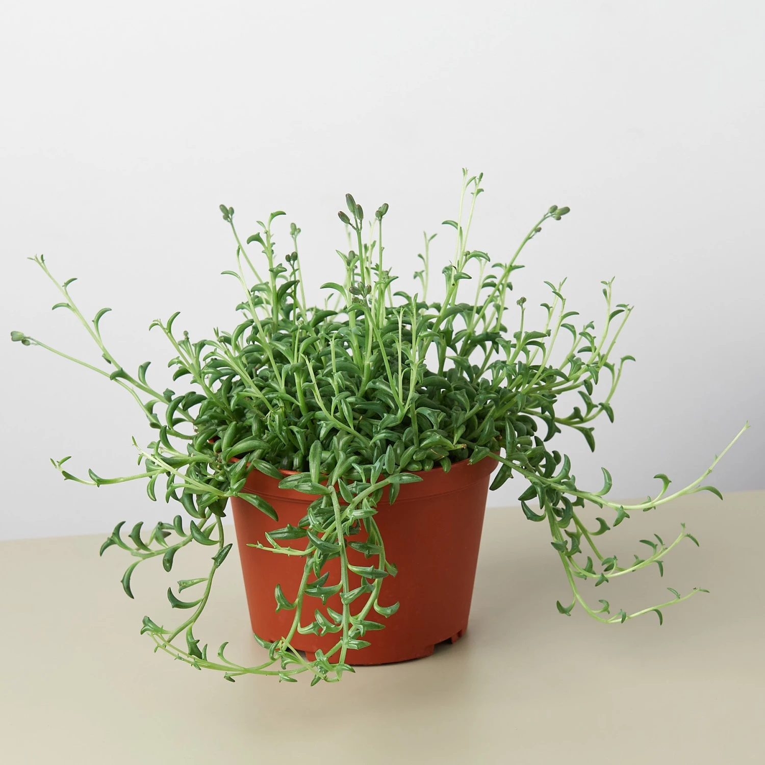 Succulent 'String Of Dolphins' 5 Succulent 'String Of Dolphins' - Image 5