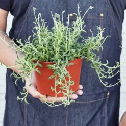 Succulent 'String Of Dolphins' 18 Succulent 'String Of Dolphins' -Plant house 1 StringofDolphins HOLD 6