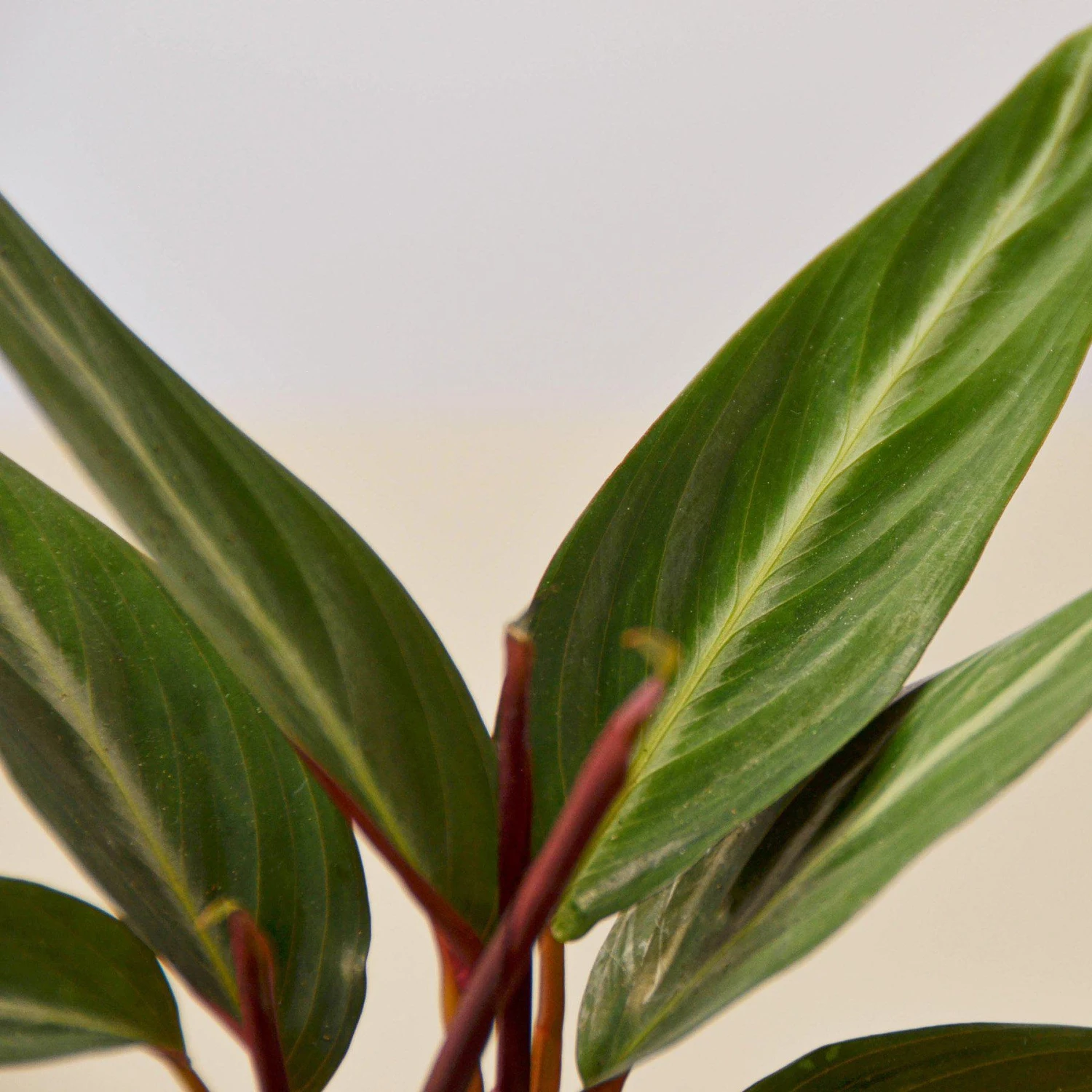 Stromanthe 'Sanguinea' 2 Stromanthe 'Sanguinea' - Image 2