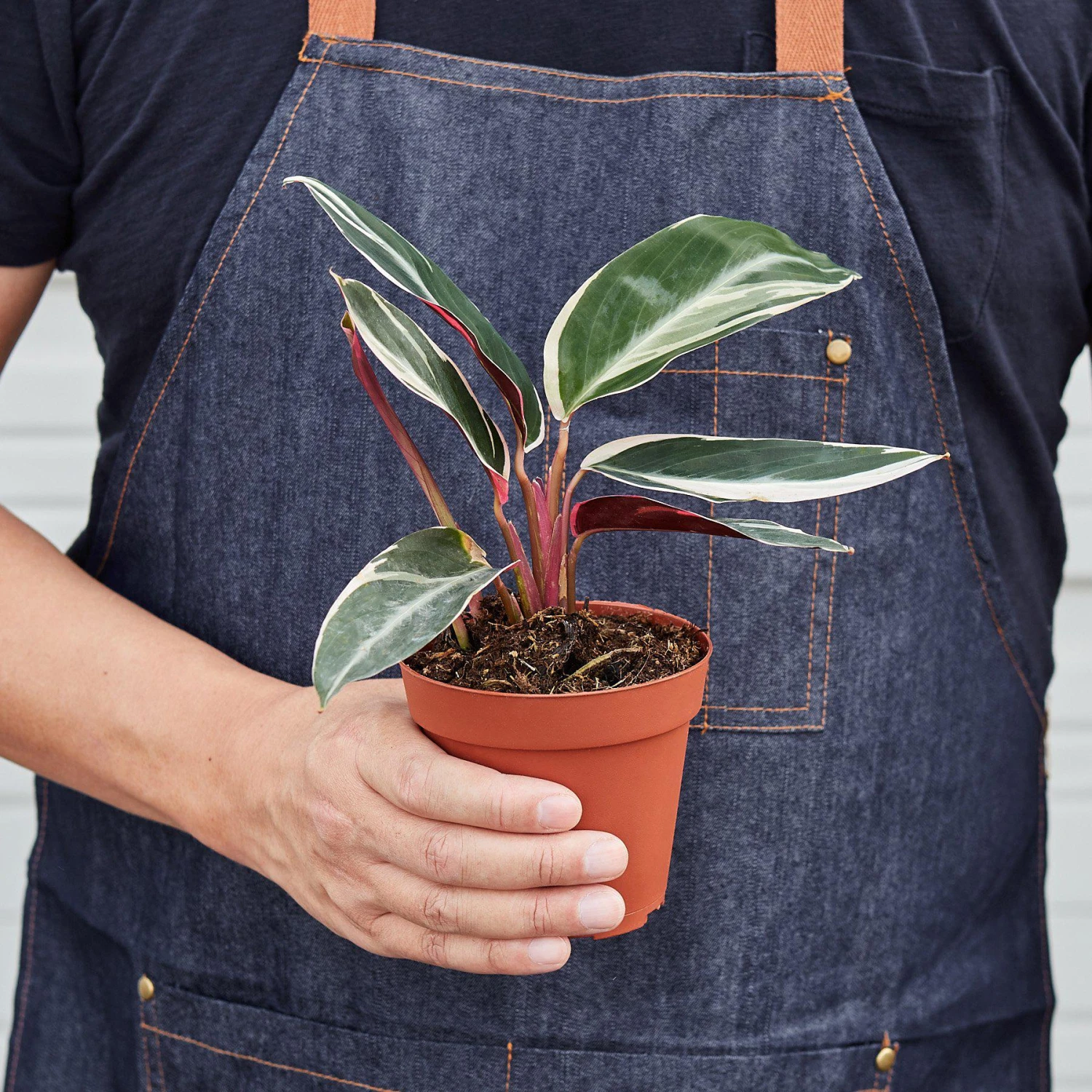 Stromanthe 'Triostar' 2 Stromanthe 'Triostar' - Image 2