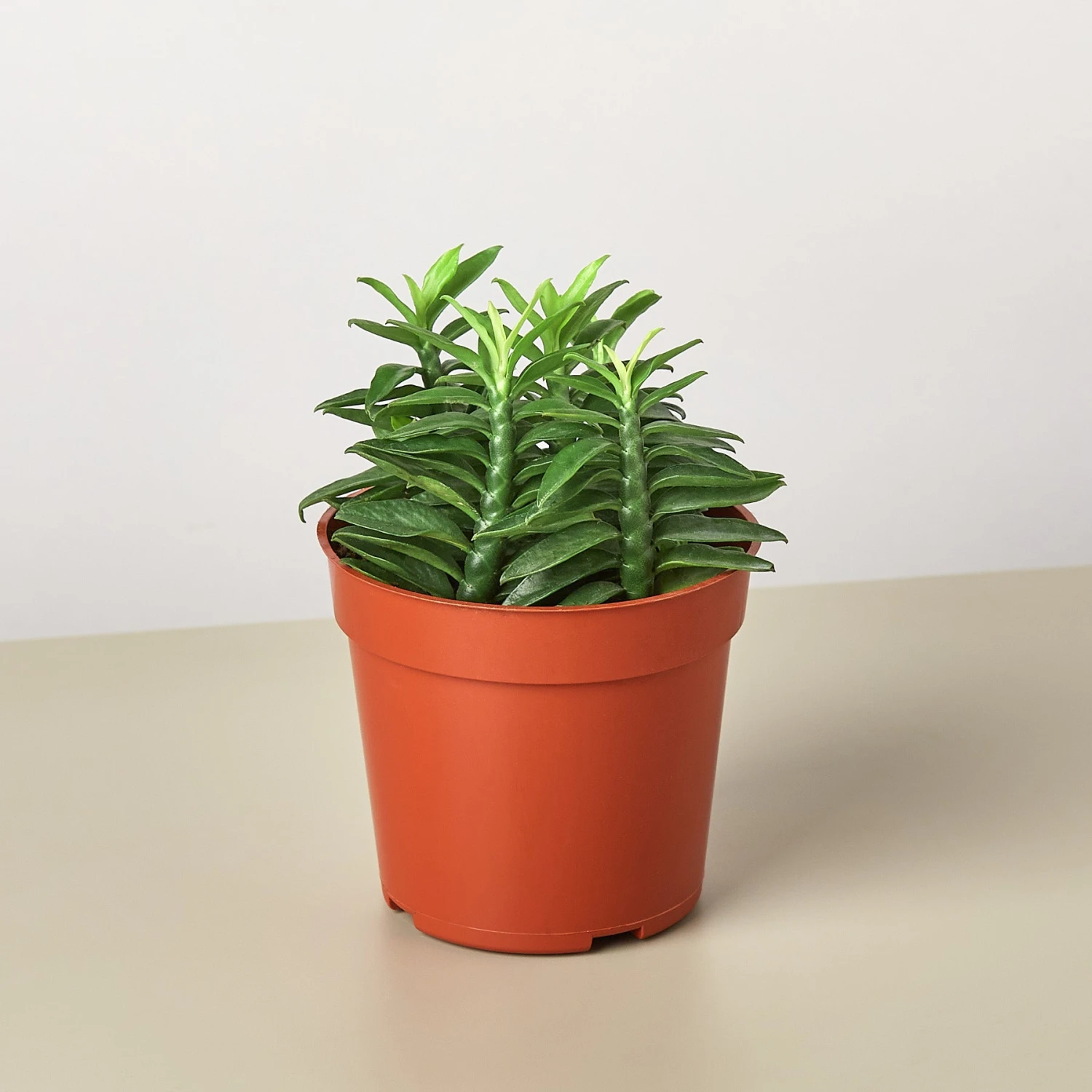 Devil's Backbone Euphorbia 1 Devil's Backbone Euphorbia